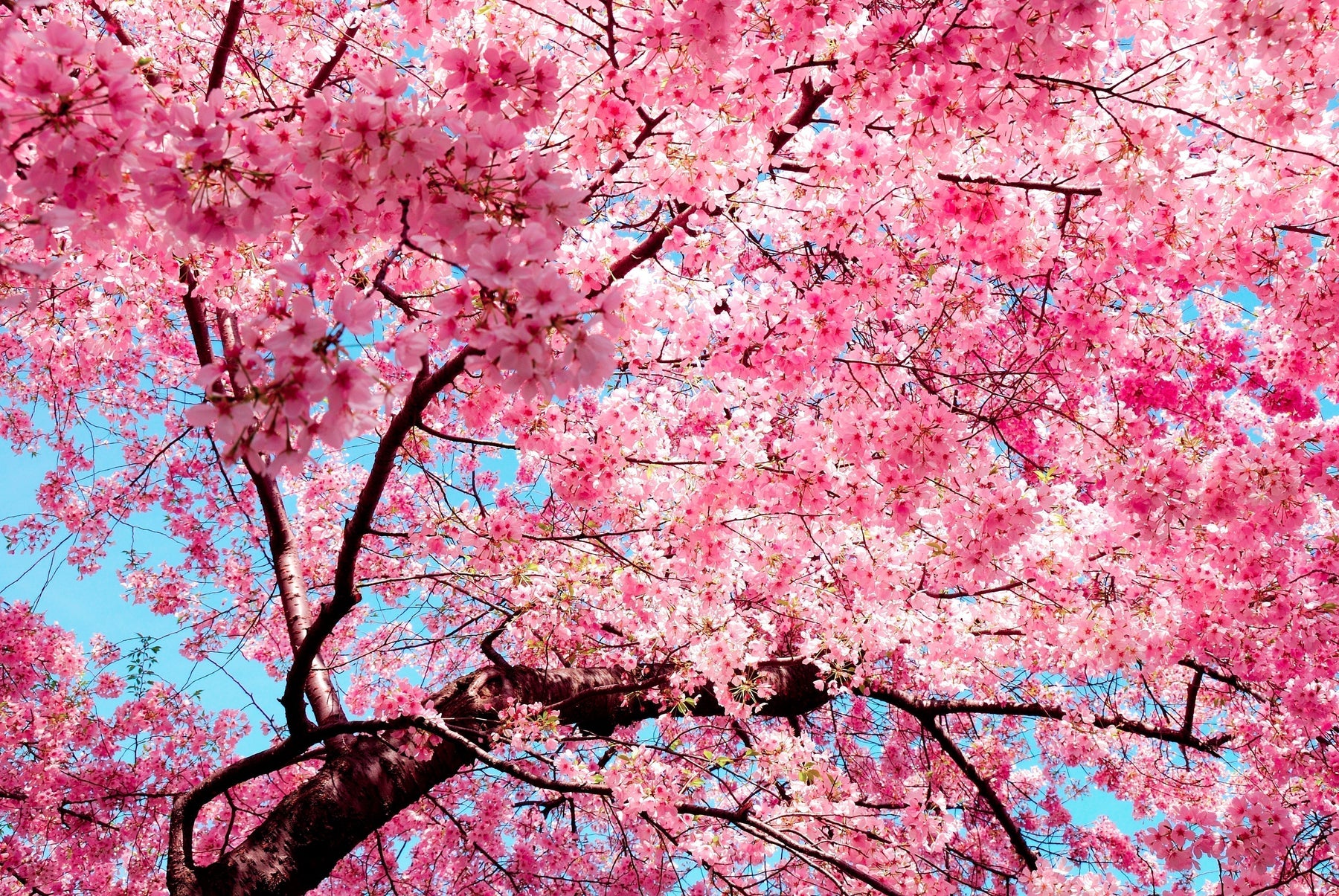 Cherry Blossom Guide: Everything you need to know about DC's iconic spring festival