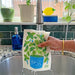 A basil sponge cloth becomes wet under the kitchen sink faucet.