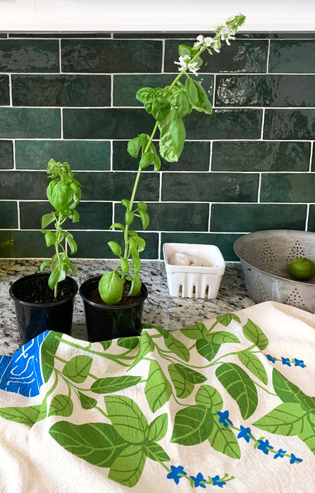 Two basil plants alongside a basil dish towel on a kitchen counter.
